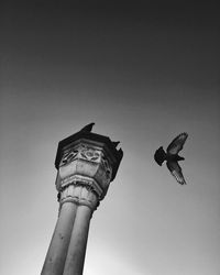 Low angle view of bird flying against clear sky