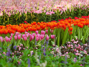 Pink tulip flowers in garden