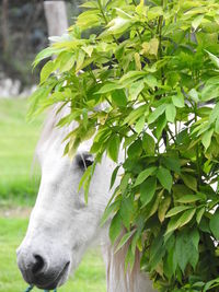 Close-up of horse