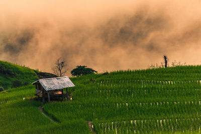 Scenic view of agricultural field against sky during sunset
