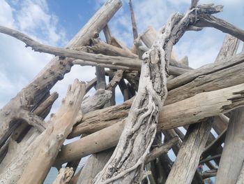 Low angle view of driftwood on tree against sky