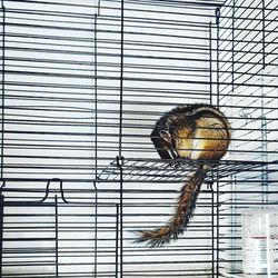 Low angle view of squirrel in cage