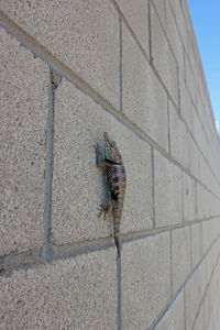 Close-up of a lizard on wall