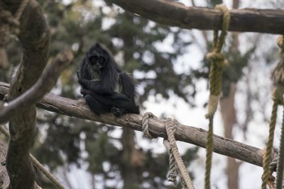 Low angle view of monkey on tree