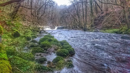 River flowing through forest