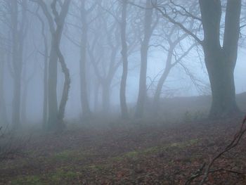 Trees in forest