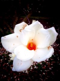 Close-up of white flower blooming outdoors