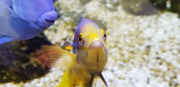 Close-up of fish swimming in sea