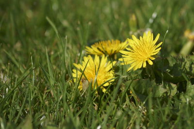 Close-up of yellow flowering plant on field