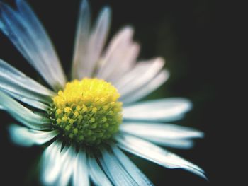 Close-up of daisy flowers