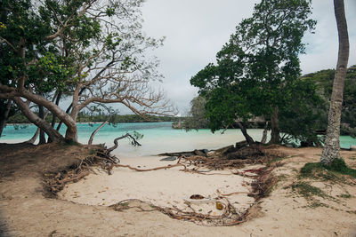 Trees on beach against sky