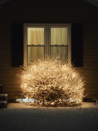 Illuminated tree by building at night during winter