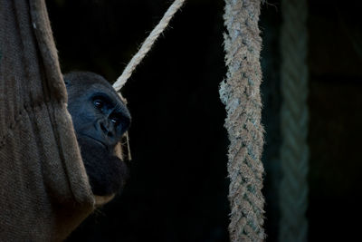 Close-up of monkey