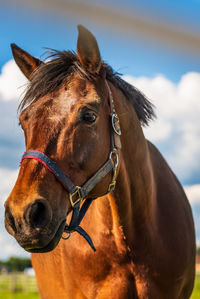 Close-up of a horse