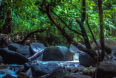 Trees in forest