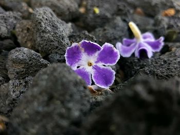 Close-up of purple crocus flowers