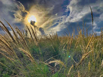Grass growing on field against sky