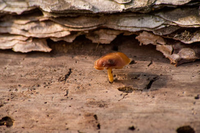 Close-up of insect on dry land