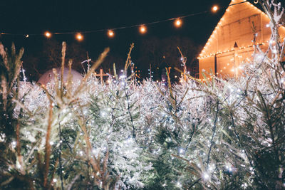 Illuminated christmas tree at night