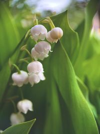 Close-up of lily of the valley blooming 