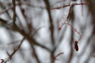 Close-up of bare branches against blurred background