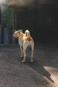 Dogs on street