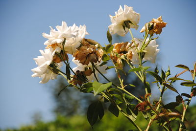 Low angle view of white flowers blooming on tree against sky