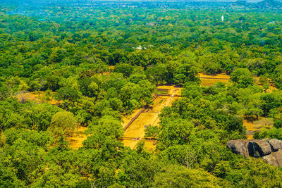 High angle view of trees on field