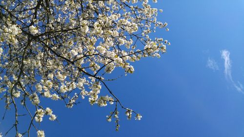 Low angle view of white flowers on branch