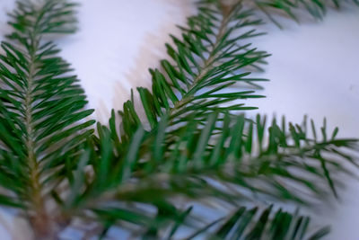 Close-up of pine tree leaves