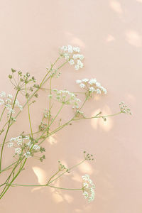 White flowers and sunlight on beige wall. aesthetic minimal wallpaper.