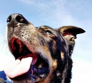 Close-up of dog