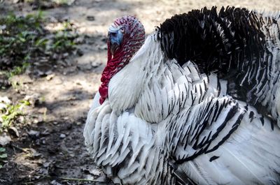 Turkey bird on field