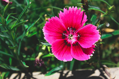 Close-up of pink flower blooming outdoors