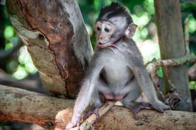 Monkey sitting on tree trunk