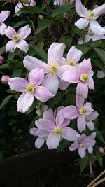 Close-up of pink flowering plant