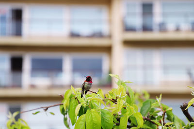 Insect on a plant