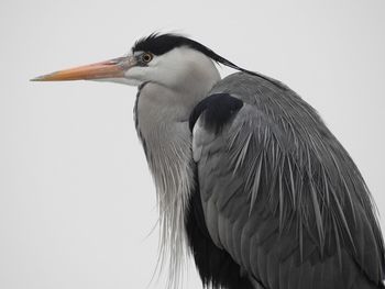 High angle view of gray heron perching outdoors