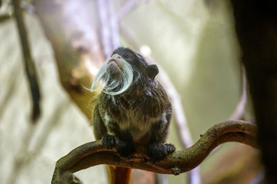 The emperor tamarin saguinus imperator monkey with mustache is species of tamarin