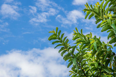 Low angle view of coconut palm tree against blue sky