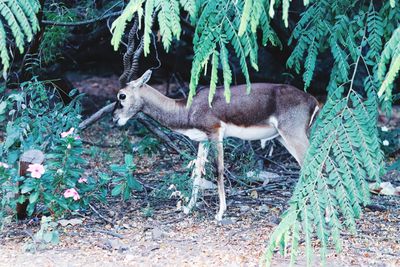 Deer in a forest