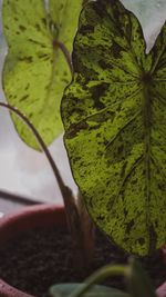 Close-up of fresh green leaves