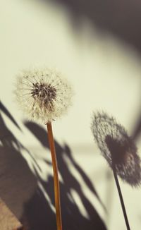 Close-up of dandelion against sky