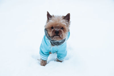 Small dog in winter clothes