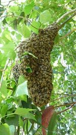 Low angle view of leaves on tree