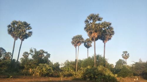 Palm trees on field against clear sky