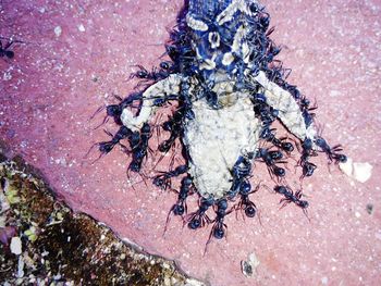 Close-up view of lizard