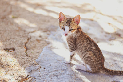 Cat sitting on footpath