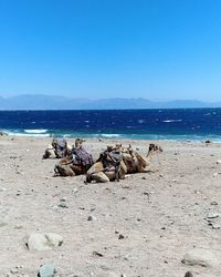 Scenic view of beach against clear blue sky