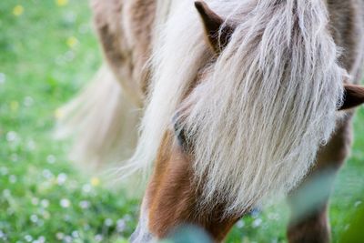 Close-up of horse on field